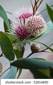 Hakea Laurina (Pin-cushion Hakea) Is One Of The Most Beautiful Native Plants Of South-western Australia. In Italy And America Its Uses Include Street And Hedge Planting.