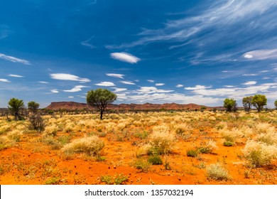 A Hakea Tree Stands Alone In The Australian Outback During Sunset. Pilbara Region, Western Australia, Australia.