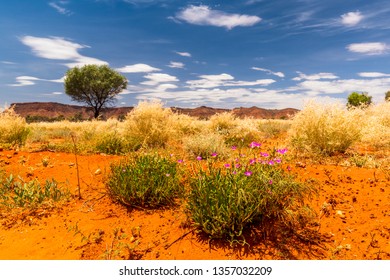 A Hakea Tree Stands Alone In The Australian Outback During Sunset. Pilbara Region, Western Australia, Australia.