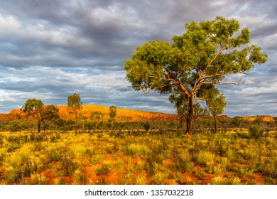 A Hakea Tree Stands Alone In The Australian Outback During Sunset. Pilbara Region, Western Australia, Australia.