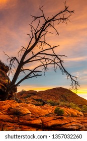 A Hakea Tree Stands Alone In The Australian Outback During Sunset. Pilbara Region, Western Australia, Australia.