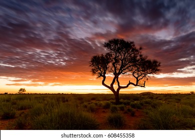 A Hakea Tree Stands Alone In The Australian Outback During Sunset. Pilbara Region, Western Australia, Australia.