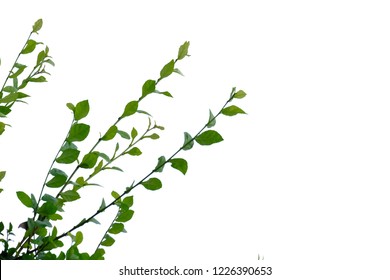 Hakka tea leaves with branches on white isolated background for green foliage backdrop 