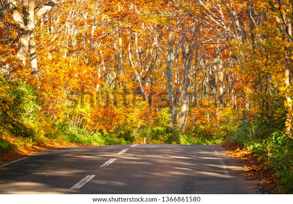 Hakkoda gold line the highway road number 109 in\
Aomori Prefecture during the fall trees along the road will\
gradually change the color according to the altitude of the area in\
travel concept