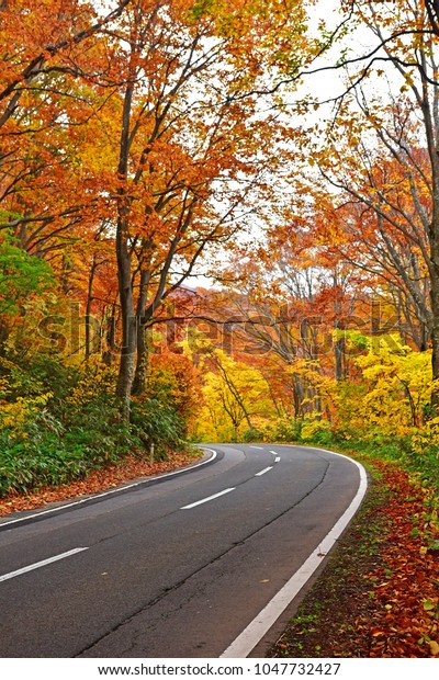 Hakkoda Gold Line road\
in autumn , Japan