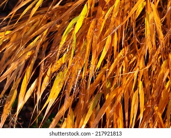 Hakonechloa 