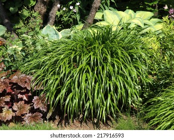 Hakonechloa Macra