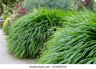 Hakonechloa macra or hakone grass or japanese forest grass bamboo-like ornamental plant with cascading mounds of lush green foliage 