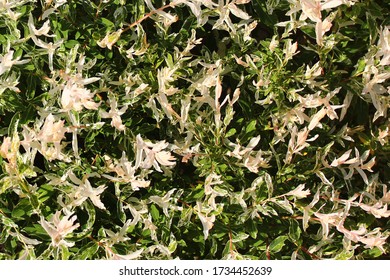 Hakuro Nishiki (Salix Integra) Dappled Willow Tree In A Garden