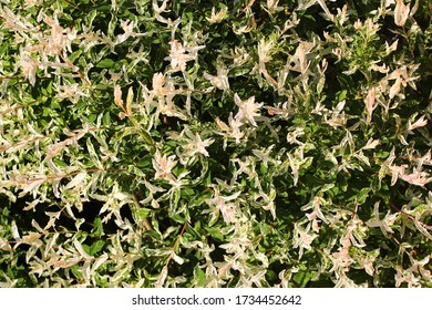 Hakuro Nishiki (Salix Integra) Dappled Willow Tree In A Garden