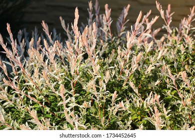 Hakuro Nishiki (Salix Integra) Dappled Willow Tree In A Garden