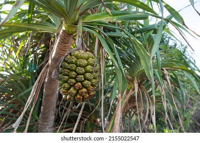 Hala tree fruit. Tropical island beach pineapple palm tree. Bacua or Vacquois beach plant tree.  - Powered by Shutterstock