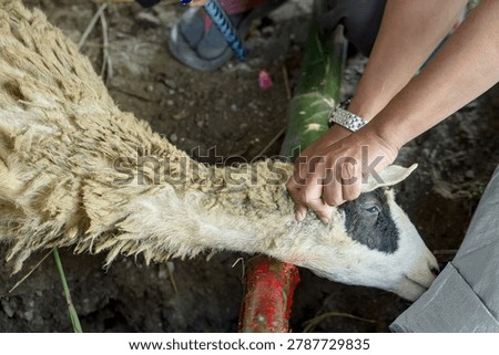 Halal slaughter of a sheep during eid aladha qurban