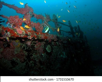 Halaveli Wreck In Arabian Sea, Ari Atoll, Maldives, Underwater Photograph