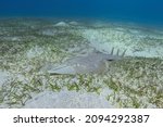 Halavi guitarfish (Glaucostegus halavi) on the sea bottom. Guitar shark fish.