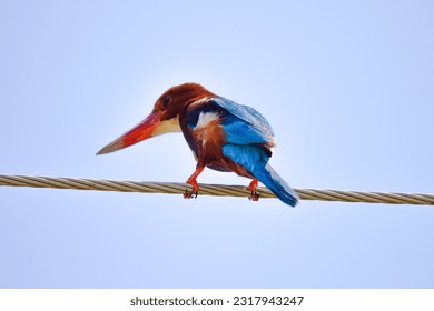 Halcyon smyrnesis,White-throated Kingfisher Birds are perched on power lines.