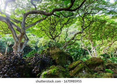 Waimea Botanical Garden Images Stock Photos Vectors Shutterstock