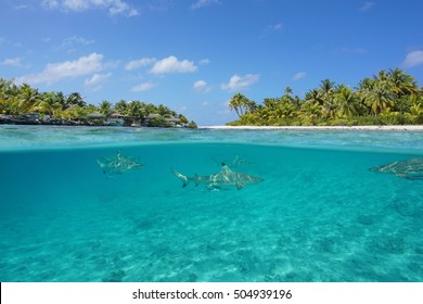 Half Above And Half Below View Of A Tropical Island With A Vacations Resort And Blacktip Reef Sharks Underwater, Tikehau Atoll, Pacific Ocean, French Polynesia