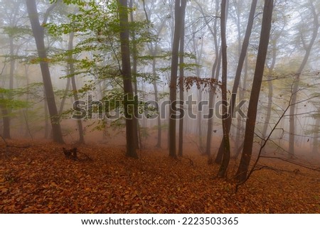 Half barren trees standing in foggy, misty forest in autumn