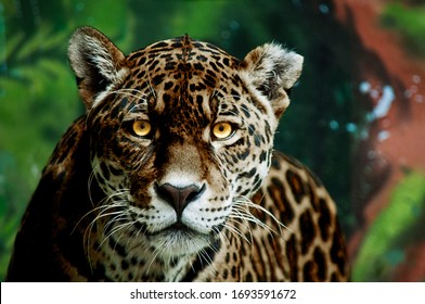 Half Black Panther Jaguar With Glowing Yellow Eyes