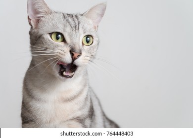 Half body cat portrait in studio. American shorthair cat opening his mouth.
