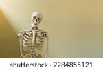 Half body of human skeleton model in anatomy or orthopedic department.Bone model for medical student or patient education and information.Bone frame on yellow background with light and copy space.