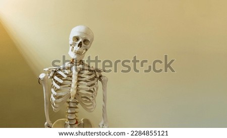 Half body of human skeleton model in anatomy or orthopedic department.Bone model for medical student or patient education and information.Bone frame on yellow background with light and copy space.