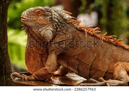 Half body shot of a red iguana with a very cool bokeh background suitable for use as wallpaper, animal education, image editing material and others.