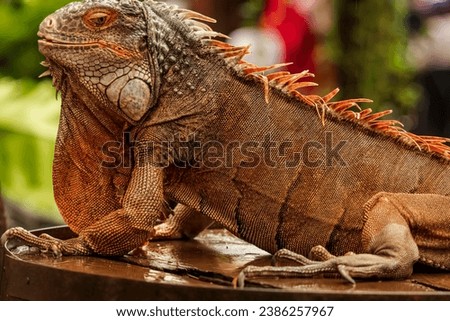 Half body shot of a red iguana with a very cool bokeh background suitable for use as wallpaper, animal education, image editing material and others.
