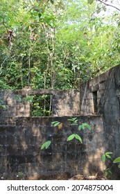 Half Built Block Building Covered In Jungle Trees And Vines