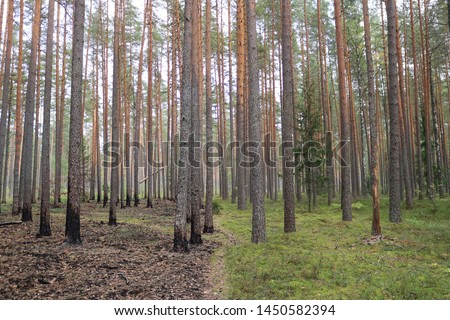 Half burnt forest next to half green forest and grass