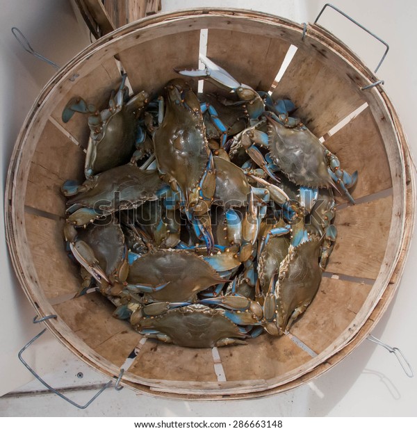 Half Bushel Blue Crabs Stock Photo Edit Now 286663148