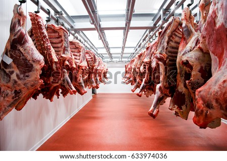 A lot of half cow chunks fresh hung and arranged in a row in a large fridge in the fridge meat industry. Horizontal view. Stock photo © 