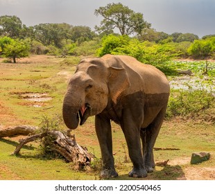 Half Damp Elephant Eating By A Dead Tree