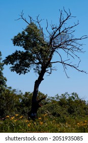 Half Dead Tree In The Nature With Flowers , Bushes And Grass 