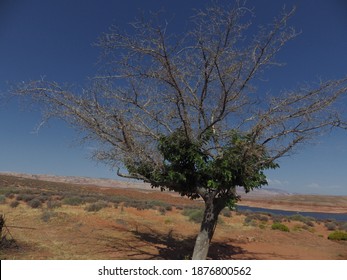 Half Dead Tree Near Lake Powel In Utah 