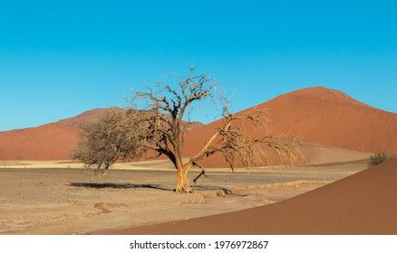 Half Dead Tree In Sossusvlei 