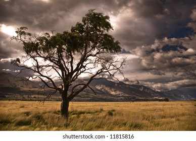 Half Dead Tree In Stormy Valley.