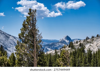 Half Dome Viewed Through Pine Forest in Yosemite National Park California. View of Half Dome rising above a dense pine forest in Yosemite National Park, California, with granite mountains, evergreen trees, and a clear blue sky with clouds.
