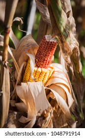 Half Eaten Corn 