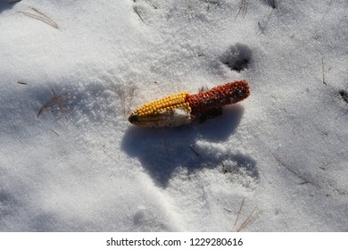 Half Eaten Corn Cob In Snow