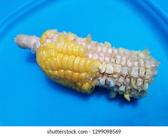 Half Eaten Corn On The Cob Kernels. 