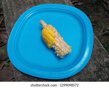 Half Eaten Corn On The Cob Kernels. 