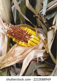 Half Eaten Corn On Stalk