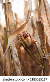 Half Eaten Corn In A Plantation In France.