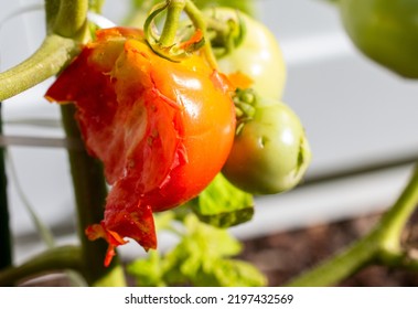 Half Eaten Tomato On A Vine