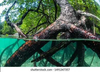 Half Frame Of The Mangrove Root  With Mudskipper Fish On The Root