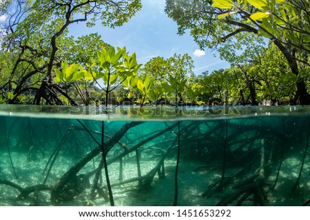 half frame photo of the mangrove forest show the trunk and roots under the water