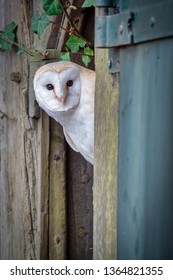 901 Half owl Images, Stock Photos & Vectors | Shutterstock