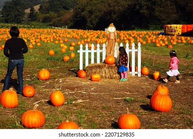 Half Moon Bay, CA, USA October 25, 2011 A Family Enjoys A Sunny Autumn Day Pumpkin Picking At A Farm In Half Moon Bay, California Just Before Halloween